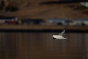 DPPhotography - Iceland - Fulmar - B