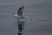 DPPhotography - Iceland - Fulmar - BA
