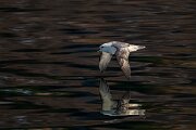 DPPhotography - Iceland - Fulmar - C