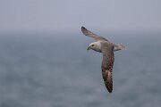 DPPhotography - Iceland - Fulmar - K