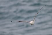 DPPhotography - Iceland - Fulmar - L