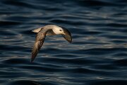 DPPhotography - Iceland - Fulmar - P