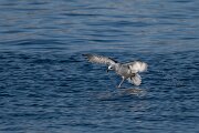 DPPhotography - Iceland - Fulmar - R