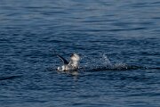 DPPhotography - Iceland - Fulmar - T