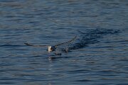 DPPhotography - Iceland - Fulmar - U