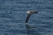 DPPhotography - Iceland - Fulmar - V