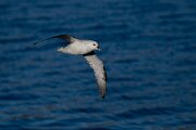 DPPhotography - Iceland - Fulmar - X