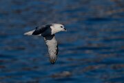 DPPhotography - Iceland - Fulmar - Y