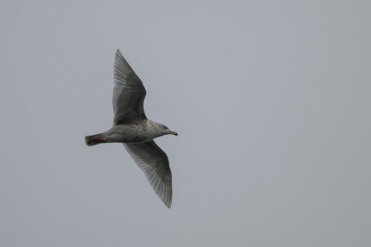 DPPhotography - Iceland - Glaucous gull - D.jpg - Glaucous gull, juvenile - Ólafsvík