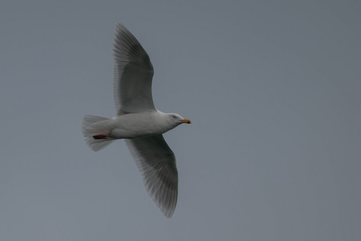 DPPhotography - Iceland - Glaucous gull - E.jpg - Glaucous gull, adult - Ólafsvík