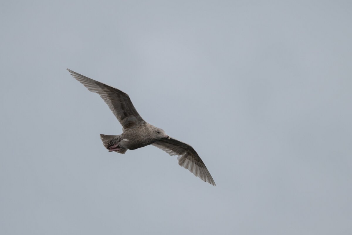 DPPhotography - Iceland - Glaucous gull - F.jpg - Glaucous gull, juvenile - Ólafsvík