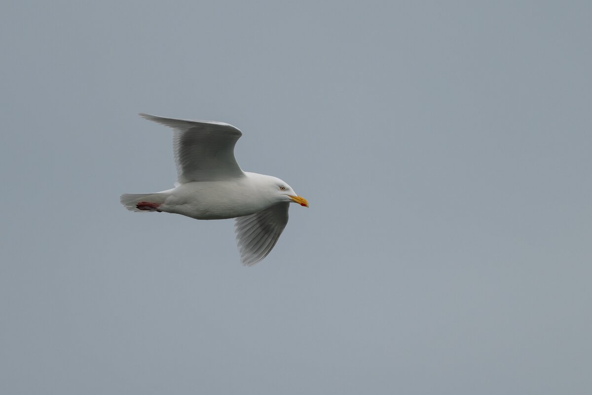 DPPhotography - Iceland - Glaucous gull - J.jpg - Glaucous gull, adult - Ólafsvík