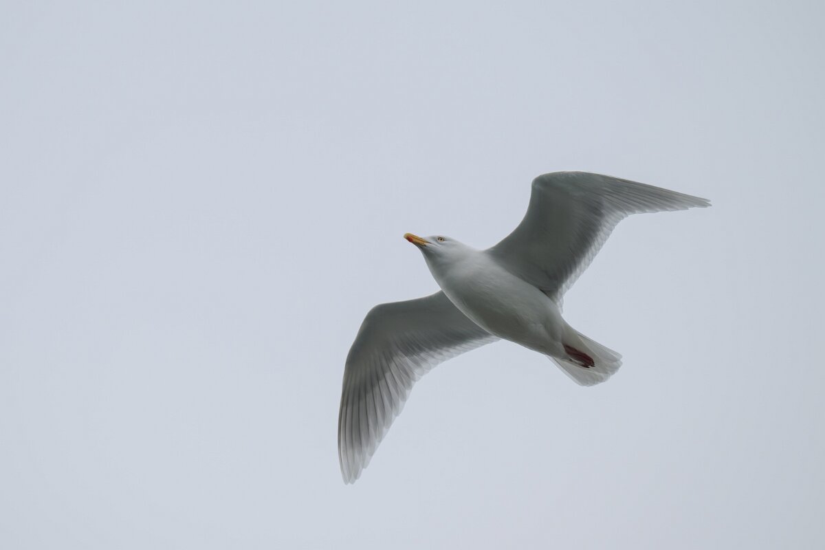 DPPhotography - Iceland - Glaucous gull - N.jpg - Glaucous gull, adult - Ólafsvík