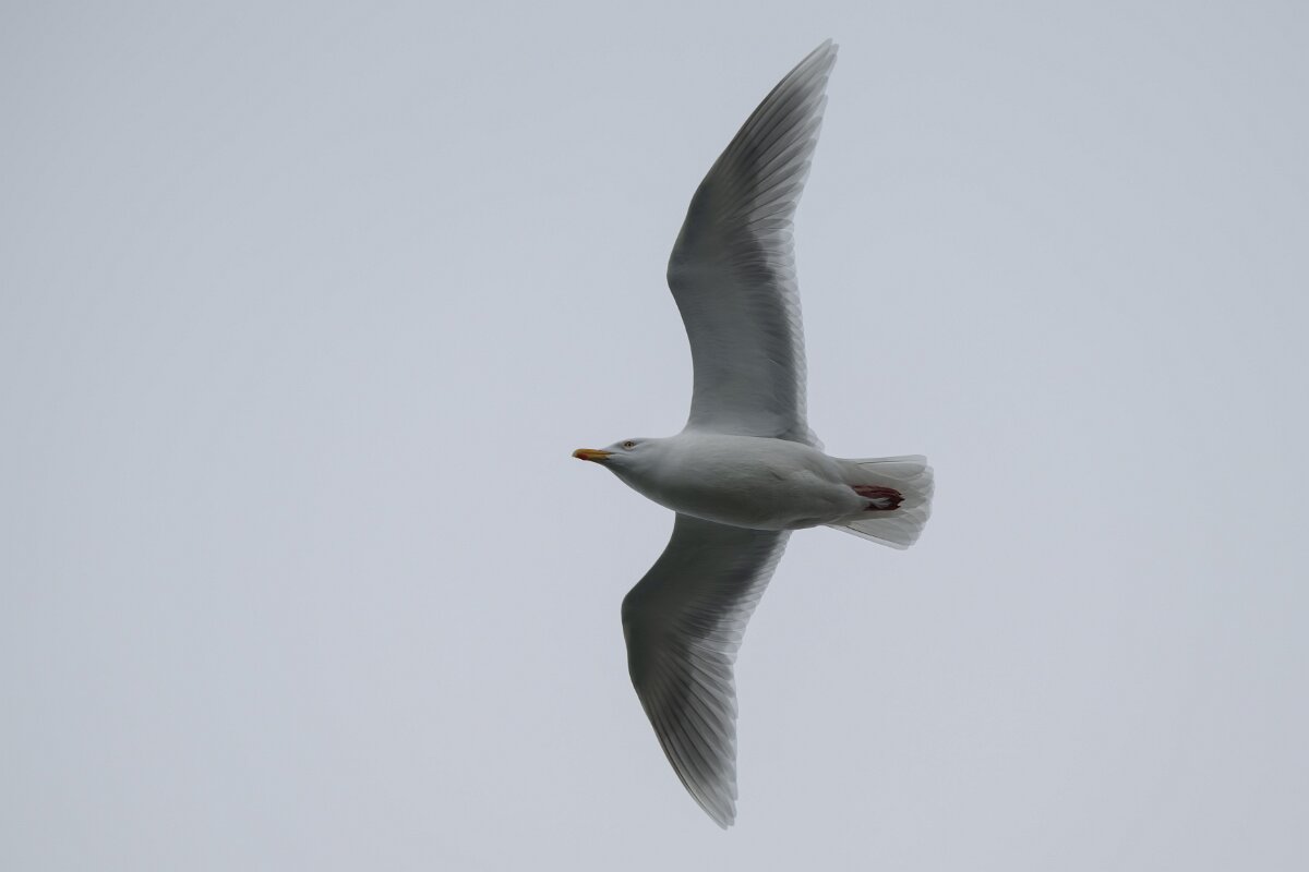 DPPhotography - Iceland - Glaucous gull - O.jpg - Glaucous gull, adult - Ólafsvík