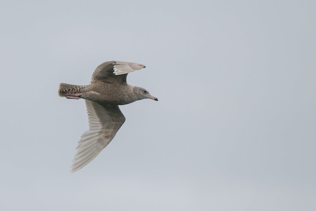 DPPhotography - Iceland - Glaucous gull - S.jpg - Glaucous gull, juvenile - Ólafsvík