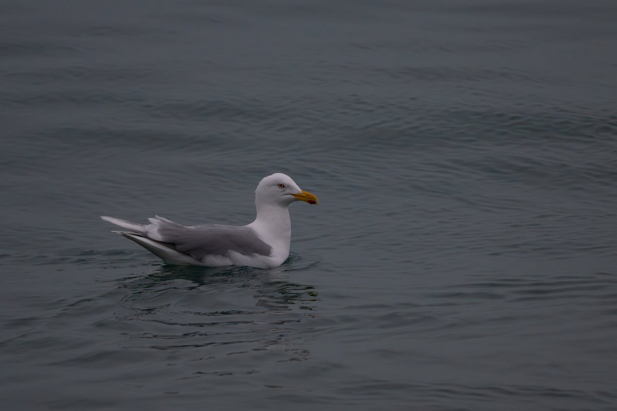 DPPhotography - Iceland - Glaucous gull - U.jpg - Glaucous gull, adult - Reykjavík sea front