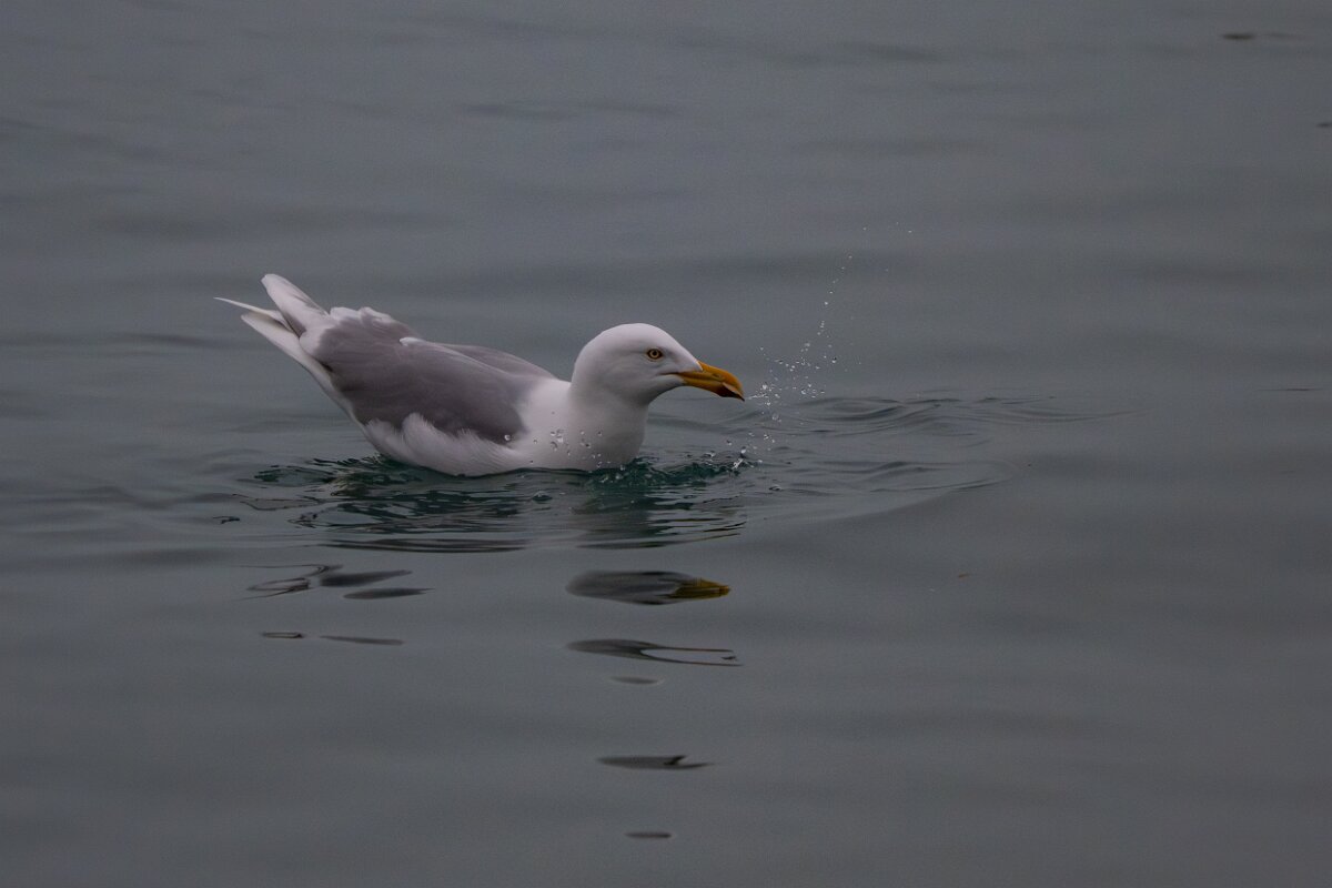 DPPhotography - Iceland - Glaucous gull - V.jpg - Glaucous gull, adult - Reykjavík sea front