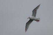 DPPhotography - Iceland - Glaucous gull - B