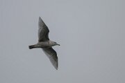 DPPhotography - Iceland - Glaucous gull - D
