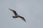 DPPhotography - Iceland - Glaucous gull - F