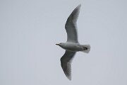 DPPhotography - Iceland - Glaucous gull - O