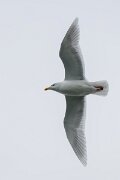DPPhotography - Iceland - Glaucous gull - P