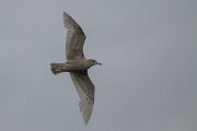 DPPhotography - Iceland - Glaucous gull - Q