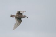 DPPhotography - Iceland - Glaucous gull - S