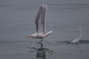 DPPhotography - Iceland - Glaucous gull - W