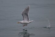 DPPhotography - Iceland - Glaucous gull - Y