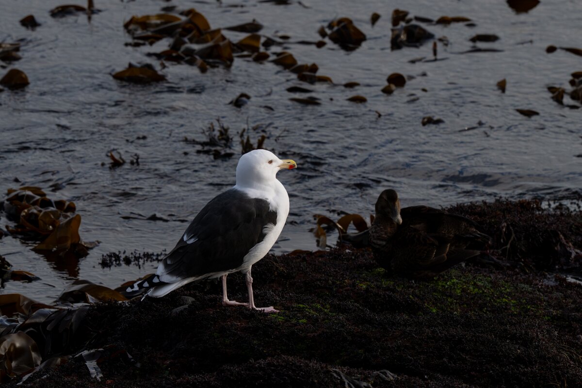 DPPhotography - Iceland - Great black-backed gull - B.jpg - Great black-backed gull - Keflavíkurhöfn