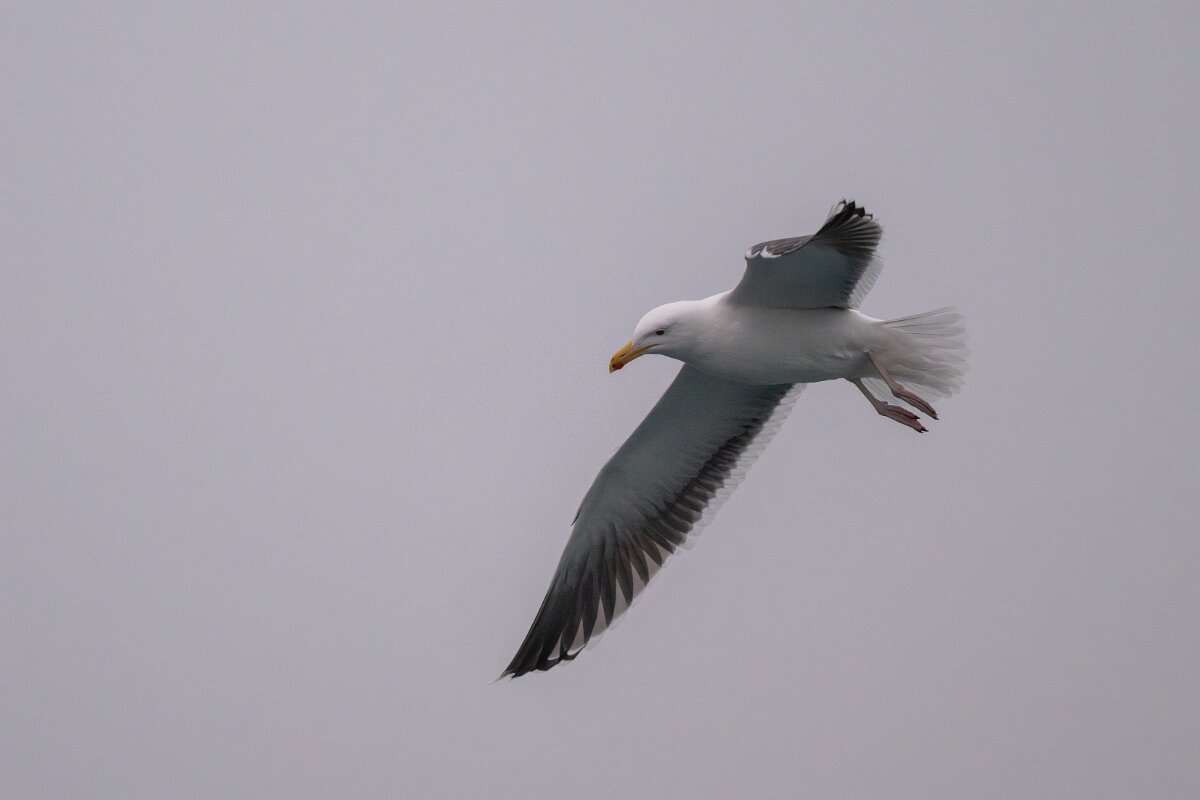 DPPhotography - Iceland - Great black-backed gull - G.jpg - Great black-backed gull - Reykjavík sea front
