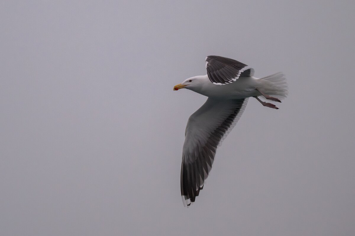 DPPhotography - Iceland - Great black-backed gull - H.jpg - Great black-backed gull - Reykjavík sea front