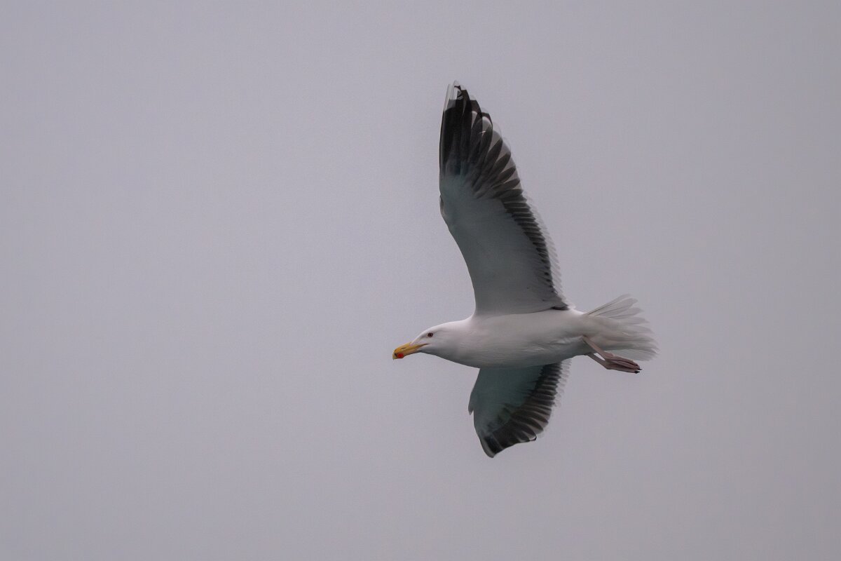 DPPhotography - Iceland - Great black-backed gull - I.jpg - Great black-backed gull - Reykjavík sea front