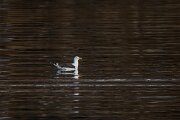 DPPhotography - Iceland - Great black-backed gull - A