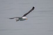 DPPhotography - Iceland - Great black-backed gull - E