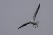 DPPhotography - Iceland - Great black-backed gull - F