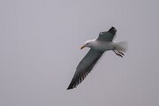 DPPhotography - Iceland - Great black-backed gull - G