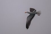 DPPhotography - Iceland - Great black-backed gull - H
