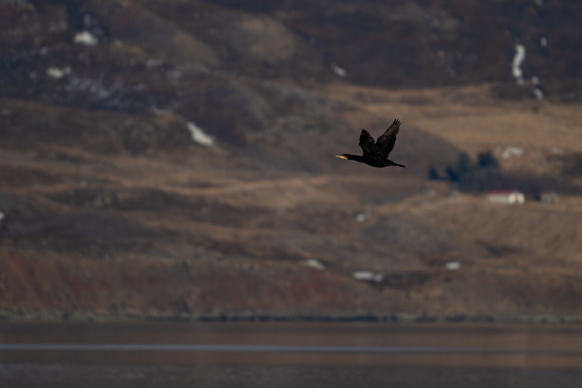 DPPhotography - Iceland - Great cormorant - A.jpg - Great cormorant - Eyjafjörður