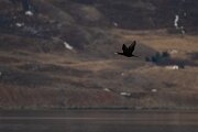 DPPhotography - Iceland - Great cormorant - A
