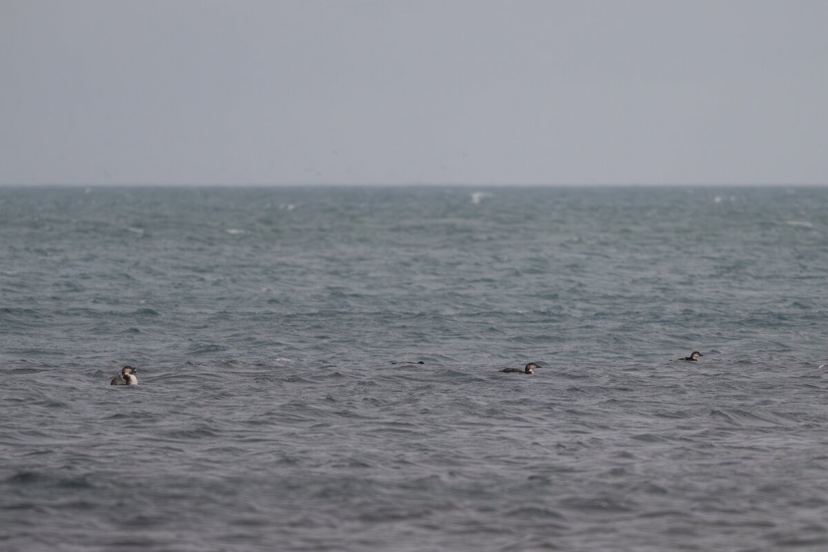DPPhotography - Iceland - Great northern diver - B.jpg - Great northern divers - Garður Old Lighthouse