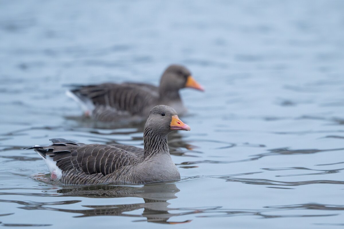 DPPhotography - Iceland - Greylag goose - A.jpg - Greylag goose - Tjörnin Lake
