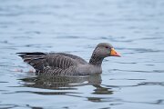 DPPhotography - Iceland - Greylag goose - B