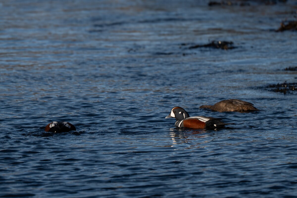 DPPhotography - Iceland - Harlequin duck - B.jpg - Harlequin duck - Húsavík harbour