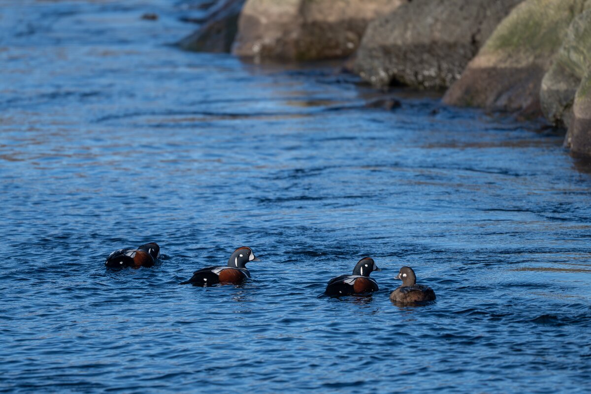 DPPhotography - Iceland - Harlequin duck - G.jpg - Harlequin duck - Húsavík harbour