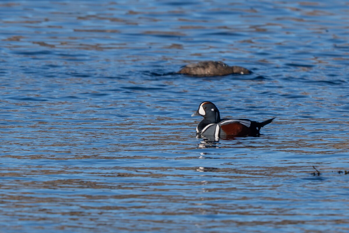DPPhotography - Iceland - Harlequin duck - M.jpg - Harlequin duck - Húsavík harbour