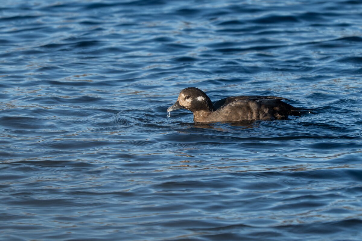 DPPhotography - Iceland - Harlequin duck - O.jpg - Harlequin duck - Húsavík harbour