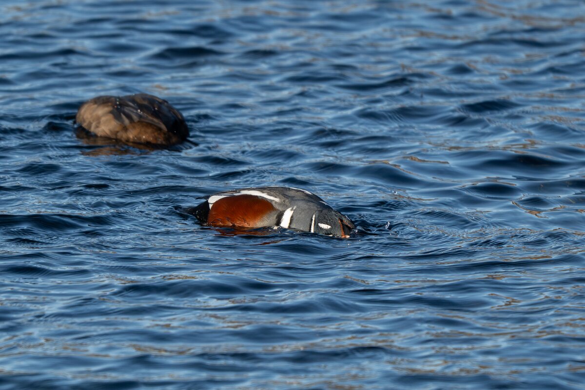 DPPhotography - Iceland - Harlequin duck - P.jpg - Harlequin duck - Húsavík harbour