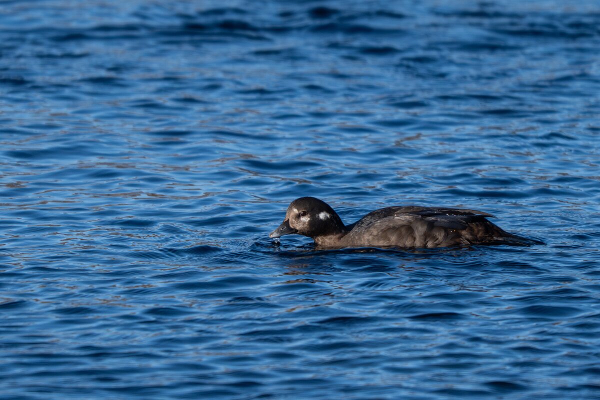 DPPhotography - Iceland - Harlequin duck - S.jpg - Harlequin duck, female - Húsavík harbour